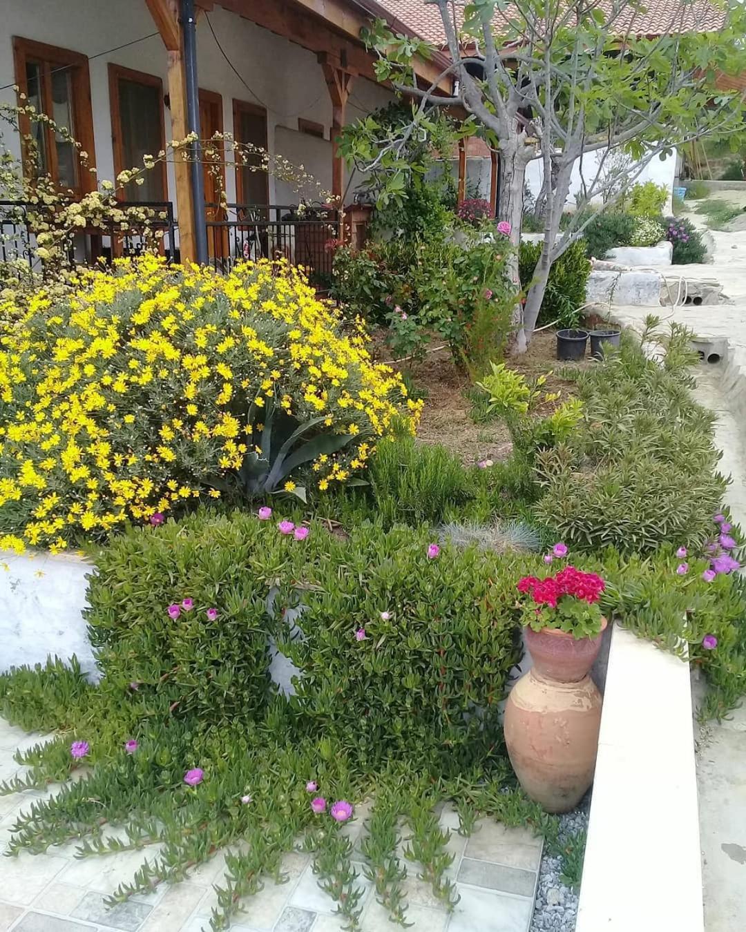 Ionia Guest House Aydın Dış mekan fotoğraf