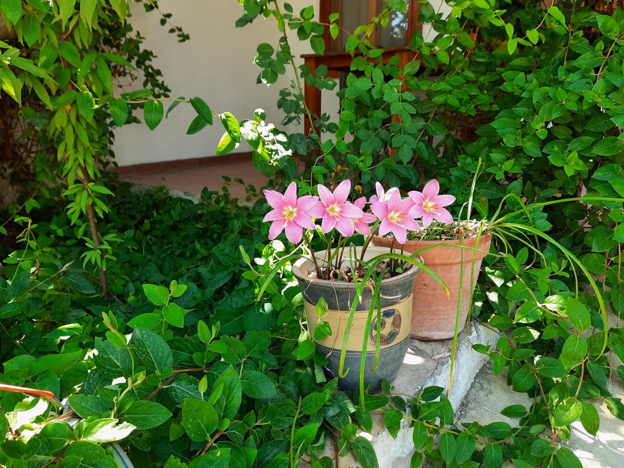 Ionia Guest House Aydın Dış mekan fotoğraf