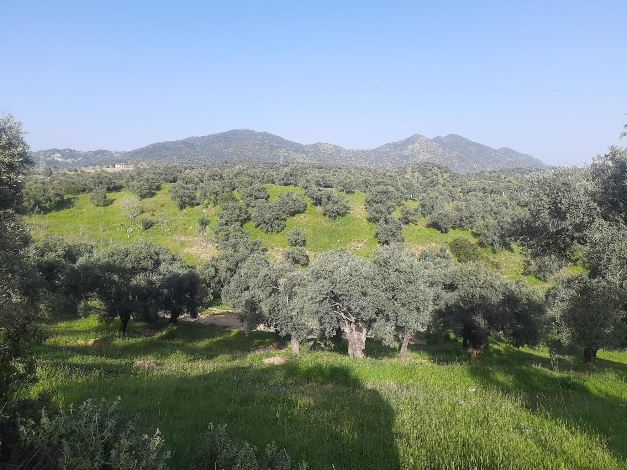 Ionia Guest House Aydın Dış mekan fotoğraf